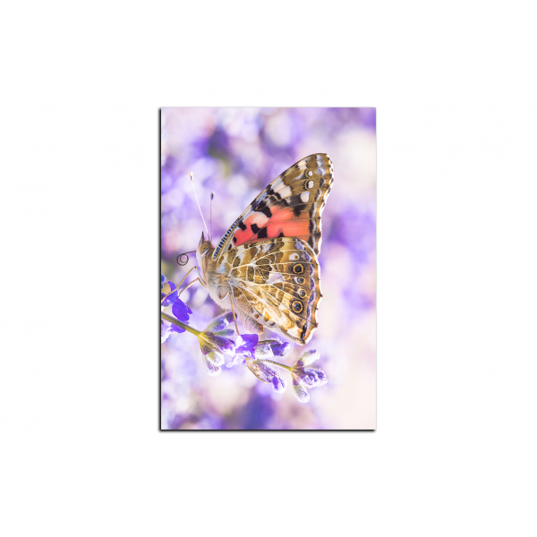 Obraz na plátně - Motýl na levandule - obdélník